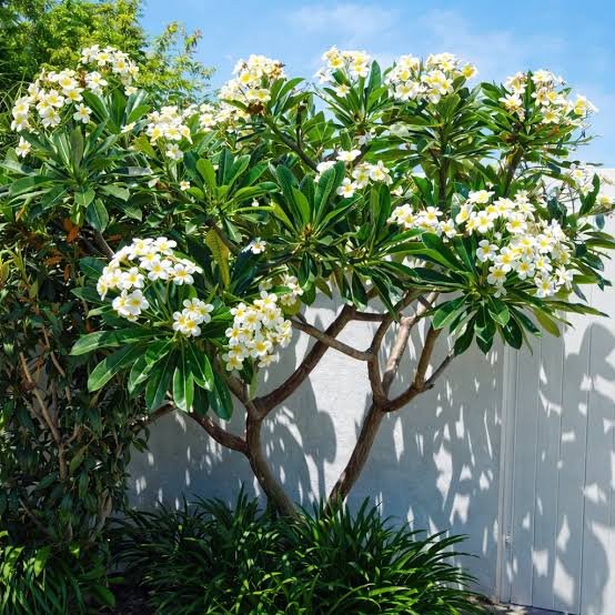Muringa Plant